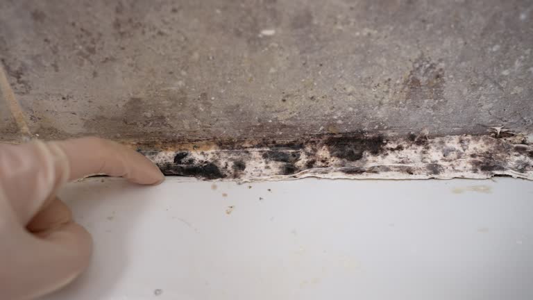 Trusted Conroe, TX Mold Removal Experts